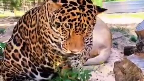 Big Cats vs Eggs! FUNNY!