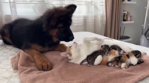 German Shepherd Puppy Meets Mom Cat with Newborn Kittens for the First Time