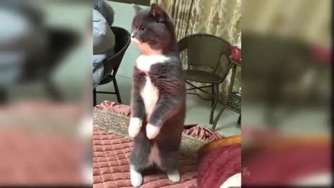 Cats Cute and Funny Cat Life Videos