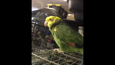 Parrots talking and singing