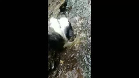 Collie fishing for salmon, better luck next time