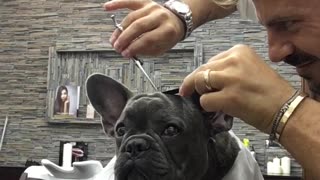 French Bulldog Visits A Barber Shop For A Haircut