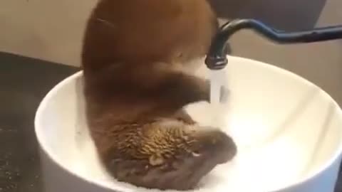 funny otter