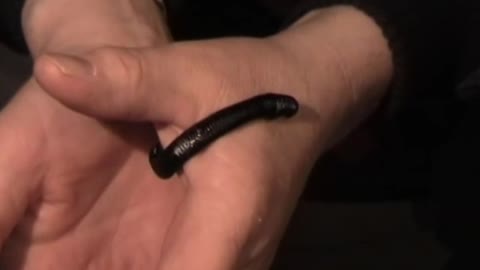 Amazing leech .