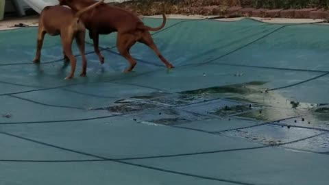 Rhodesian Ridgeback - More Pool Cover Play