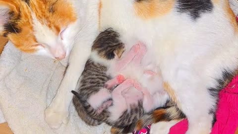 The mother cat gives milk to her kittens. Newborn baby kittens are so cute