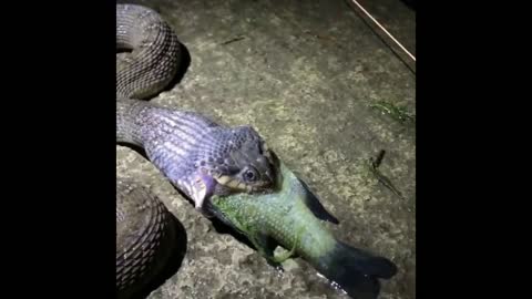 A Big Snake is Trying To Swallow A Big Fish