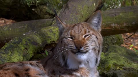 wild lynx