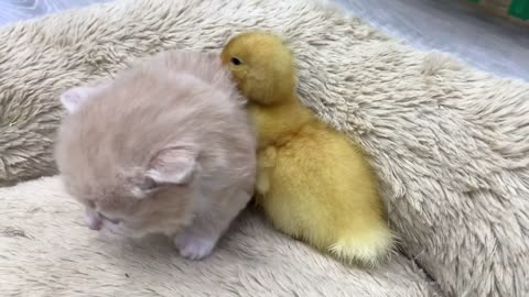 "Adorable Encounter: Kittens Meet a Duckling for the First Time!"