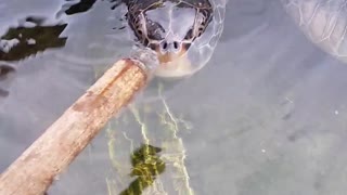 Hand Feeding A rescued Sea turtle