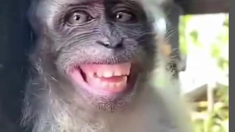 Funny Monkey Smile