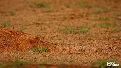 Cobra vs Mongoose fight