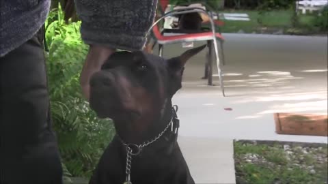 Dog Training- Aggressive Doberman Pinscher (HD)