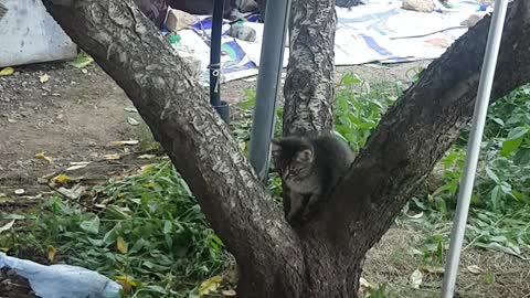 The baby cat rides the tree for the first time