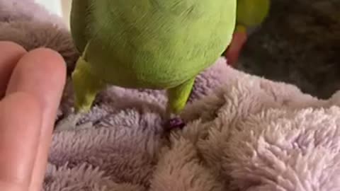 Amazing tia bird 🐦 trending video