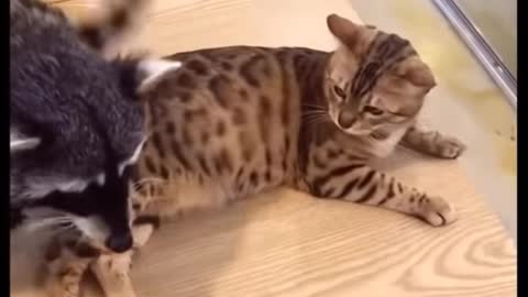 Funny cat video