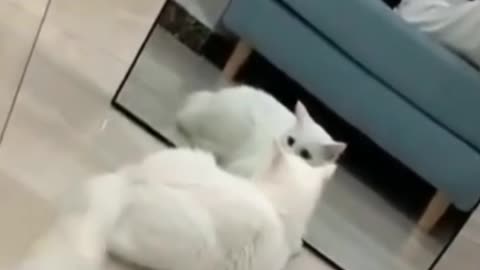 Cute cats seeing themselves in the mirror