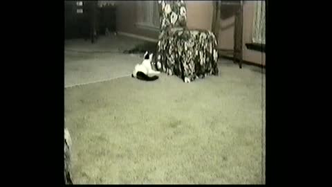 Playful Kitten Spins Himself Dizzy Chasing Shiny Foil Toy