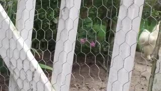 Chicken attacks woman and screams