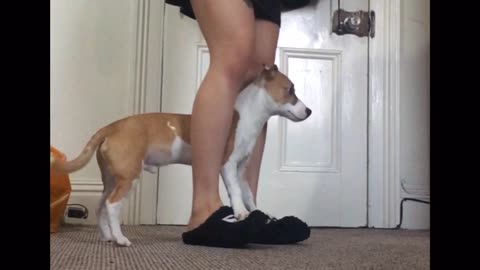 Jack Russell puppy learns new trick ‘middle’