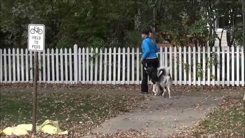 Siberian Husky Dog Training