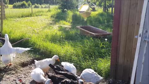 Clever duck shakes fence to sneak more food