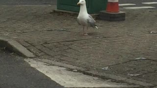 Seagull having a little dance!
