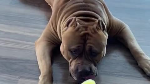Massive pit bull tries pineapple for video watch love video