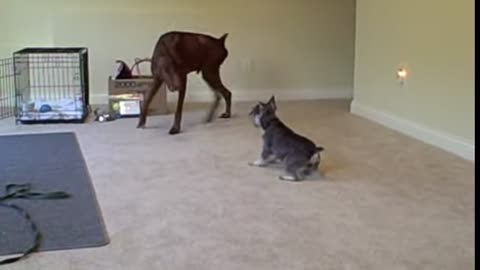 Schnauzer vs Doberman