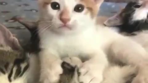 The cutest video on the internet cat