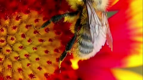 buzzing bee sound