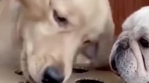 funny dog videos try not to laugh 😂