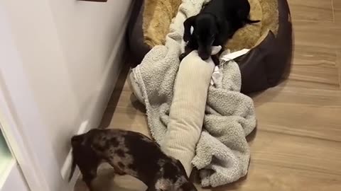 Wiener Dog Pups React to Wiener Dog Doorstopper