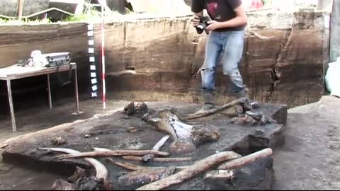 300 Thousand Year Old Elephant with 8 Foot Tusks Discovered in Germany