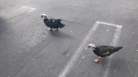 Duck Exercising In Afternoon