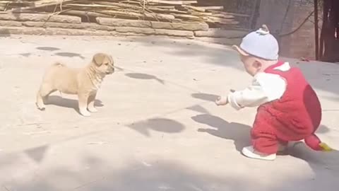 Funny Watch videos of babies and animals