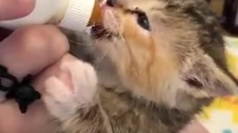 Cute kitten drinking milk like a cute child 😊😊