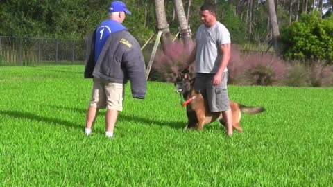 How to make dog become fully aggressive in easy tips