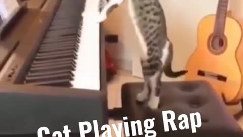 Piano Cat Plays Still D.R.E.