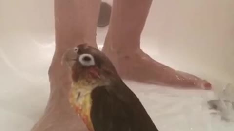 Parrot enjoys relaxing shower with her owner