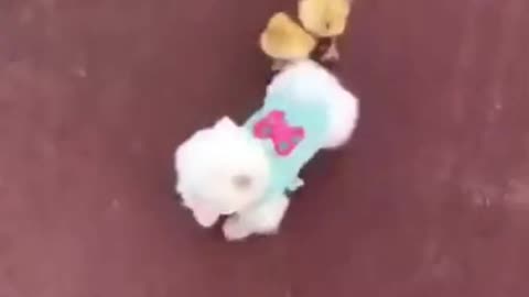 Dog versus chick race