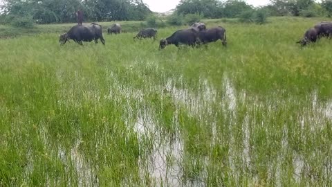 Buffalo in Grasslands