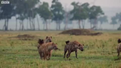 Hyena pack attacks lion - FULL CLIP - Dynasties_Cut