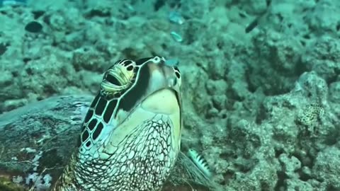 Even turtles follow the rule - no regulator - exhale. Anyone in the subject will understand)