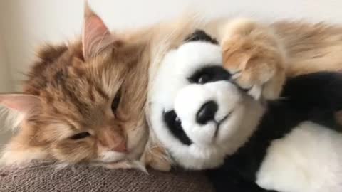 Sleepy Cat Spooning With Her Favorite Stuffed Panda Toy