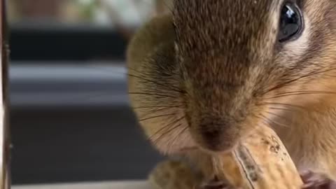 Chipmunk Politely Eats His Lunch