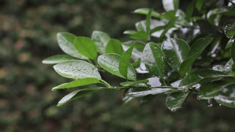 Close-Up Footage Of Dew Drops On Leaves