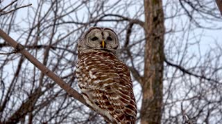 Owl cheats death by mere inches, flies right in front of truck