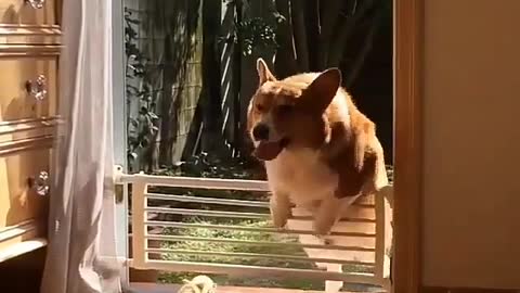 Funny mother dog
