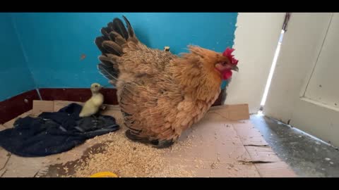 Chicken mother looking for chicks